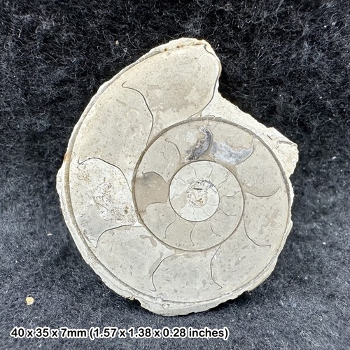 Fossil limestone ammonite - fossil,