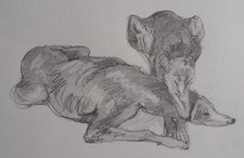 Pen & ink drawing sketch after Edwin Landseer of two Greyhounds sleeping