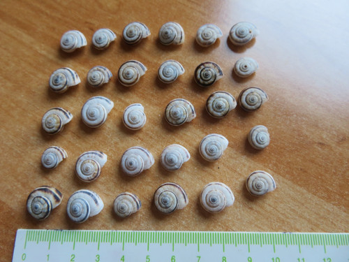 Mini snail shells - shells,