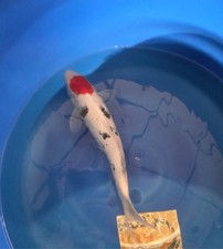 Imported Live Koi Fish - 15"