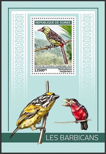 Yellow breasted barbet - yellow-breasted,