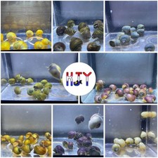 Mystery Snail All-Color Pack