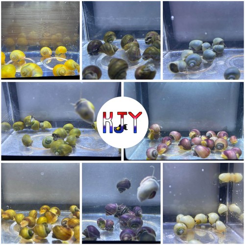 Mystery snail all color pack - all-color,