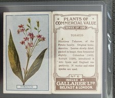 Antique Tobacco Ephemera Cards PAIR Nicotiana Tabacum Nicotine Colorful Flowers