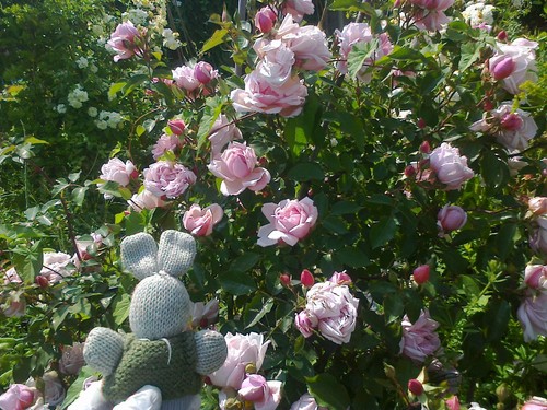 One pink albertine - pink,