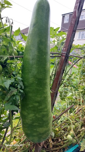 Kodu zucca bottle - zucca.bottle, gourd