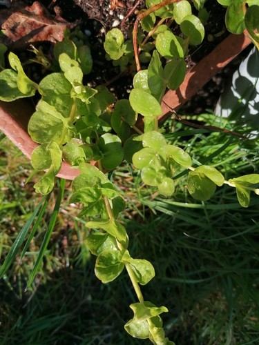 Bare rooted creeping jenny - 5,