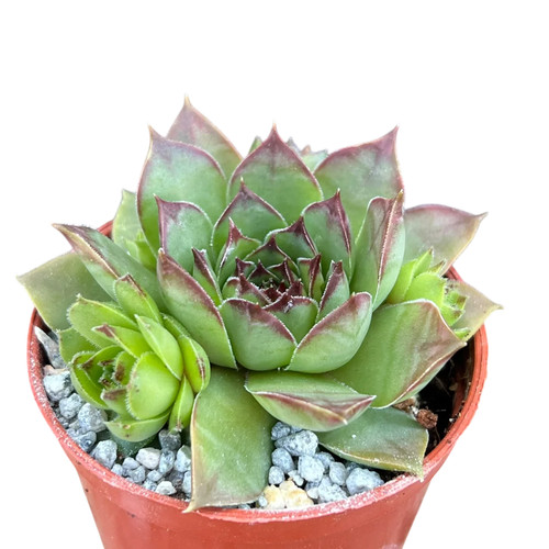 Sempervivum purdy - 'purdy's,