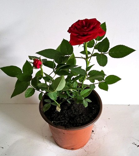Red rose potted plant - (rosa),
