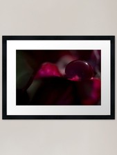 Magenta Madness Framed Art