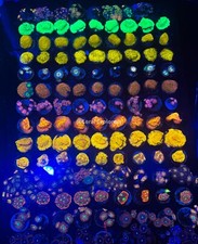 Coral frag pack zoanthid - 7x,