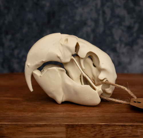 Macaw skull replica life - skull,