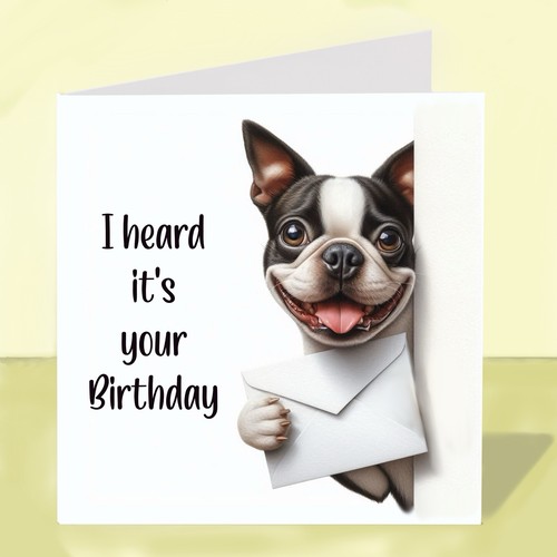 Boston terrier dog - terrier, birthday