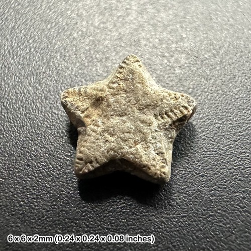Crinoid star fossil oxford - crinoid,