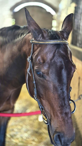 Brown leather snaffle bridle - leather,