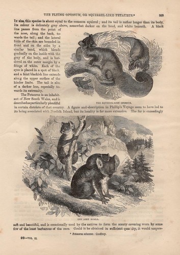 Koala phascolarctos cinereus - koala,