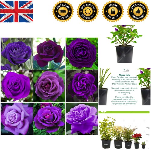 Vibrant purple rose bush - vibrant,