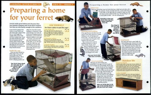 Home for your ferret 3 - home,