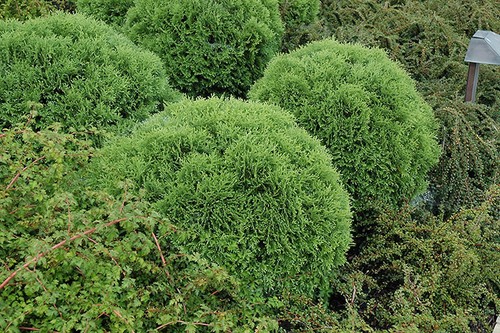 Little giant arborvitae - little,