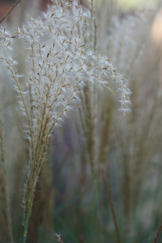 Miscanthus sinensis chinese - miscanthus,