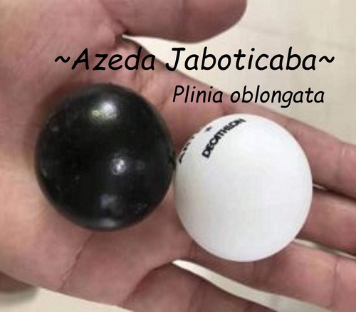 Plinia oblongata azeda - ~plinia,