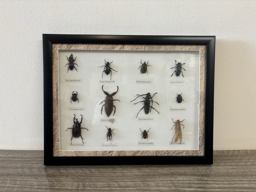 Collection different - collection, of
