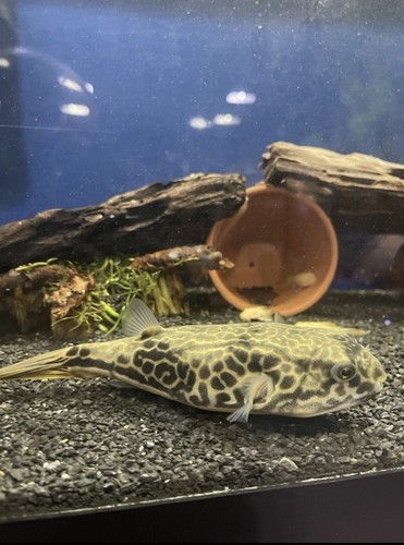 Mbu puffer fish - mbu,