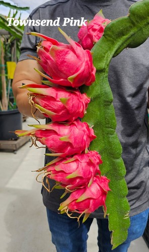 Rooted dragon fruit plants - rooted,