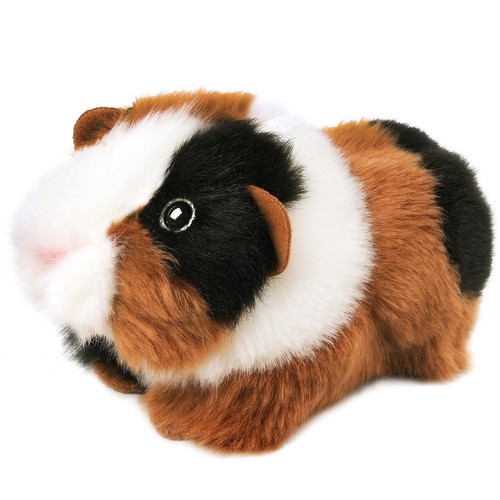 Gigi the guinea pig 7 - guinea,