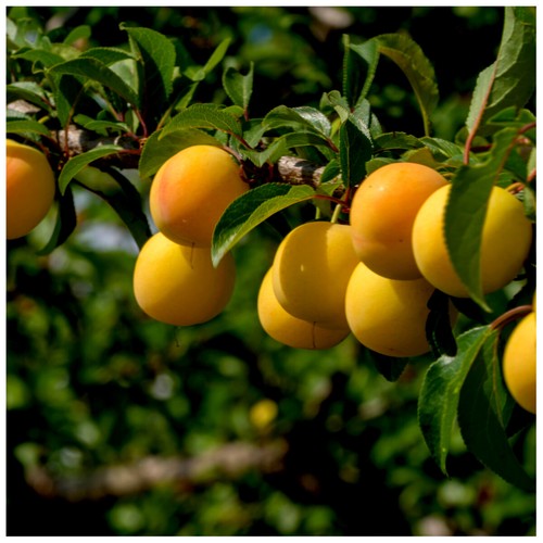 Plum mirabelle nancy - plum, nancy'