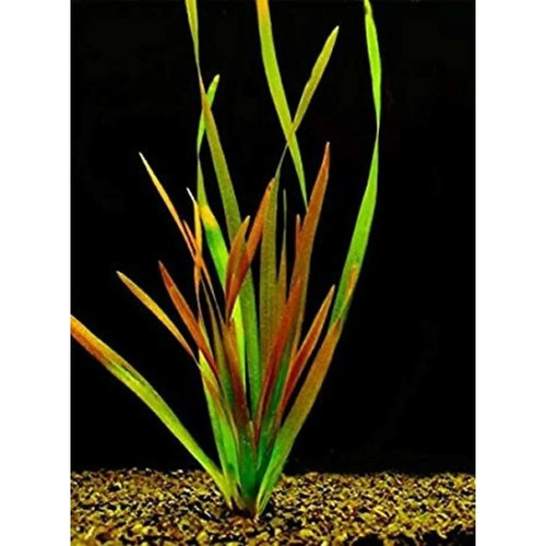 Valisneria giganthea tropical - giganthea,