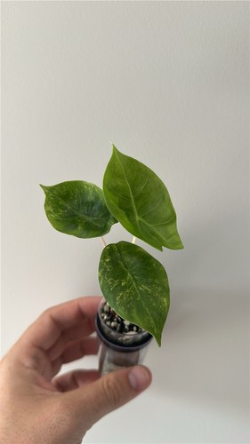 Alocasia pink dragon aurea - pink,