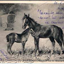 1905 lyon france horse mare - lyon,