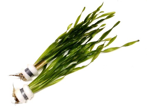 Vallisneria asiaticia - vallisneria,