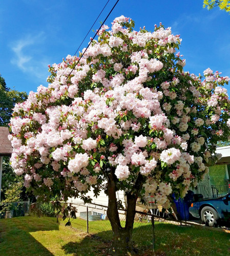 Rhododendron prinses maxima - maxima,
