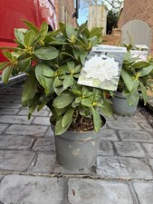 Rhododendron Cunningham Fat