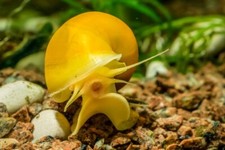 5 Assorted Live Mystery Snails