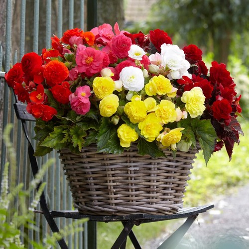 Begonia double upright - begonia,