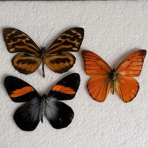 Entomology butterfly specimen - butterfly,