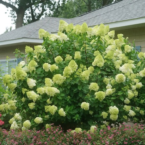 Hydrangea paniculata