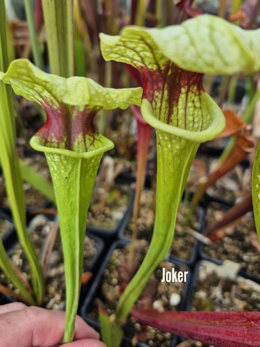 Sarracenia joker eaton - eaton, mess