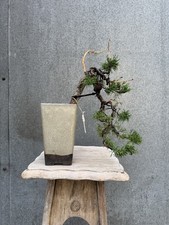 Imported Japanese Itoigawa