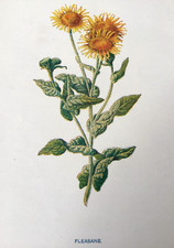 Antique Print Fleabane c1900s