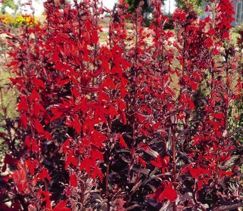 Lobelia cardinalis queen - lobelia,