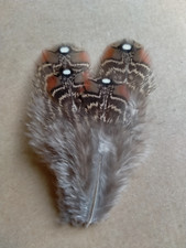 Fly tying / Native crafts / art - Satyr Tragopan rump feathers