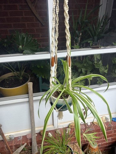 Vintage macrame plant hanger - plant,