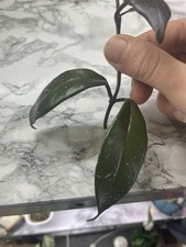 Hoya Carnosa Tricolour