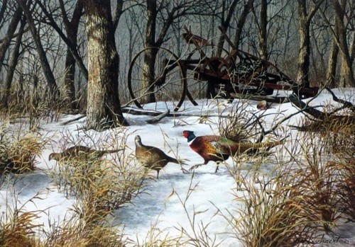 Woodlot feeding pheasants by - woodlot,