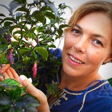 Pink Tiger Chilli Plug Plant