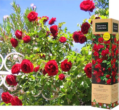 Spring growing red - growing,